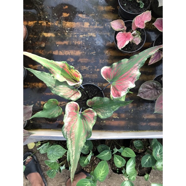 caladium hybrid / keladi hybrid silangan