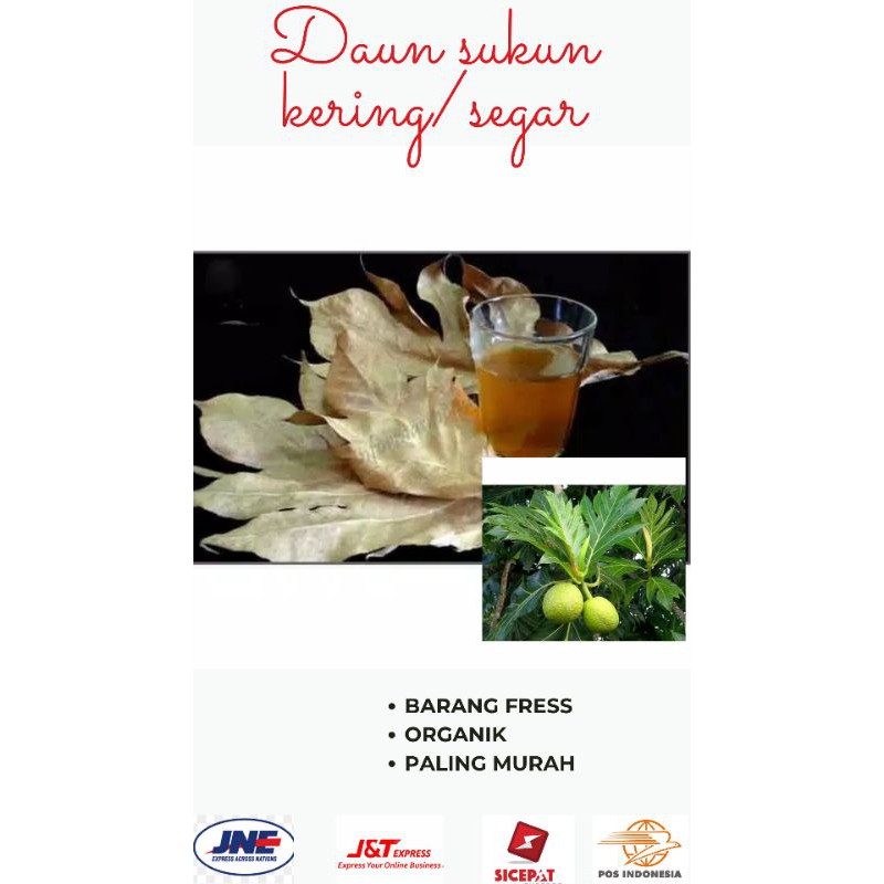 

Daun sukun kering /segar 100gr