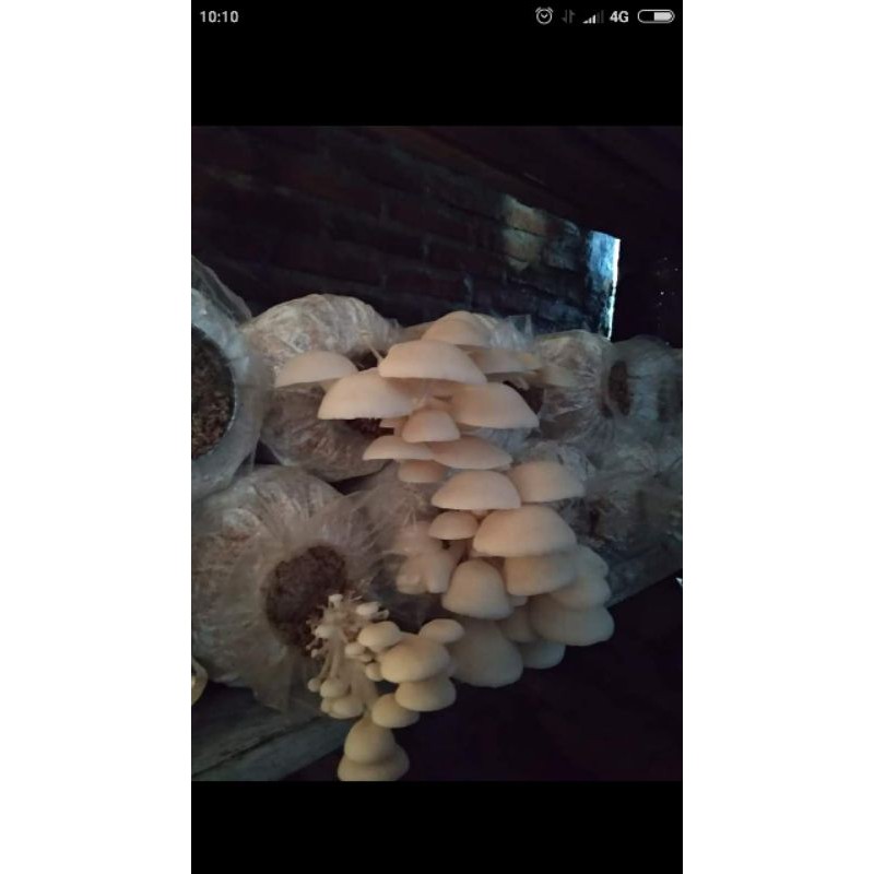 baglog bibit tanam jamur tiram