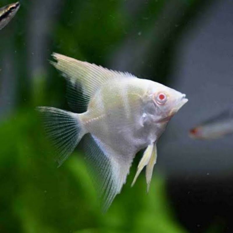 ikan manfish albino red eye