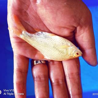 Jual Ikan KAVIAT CAVIAT BIASA DAN ALBINO MATA MERAH | Shopee Indonesia