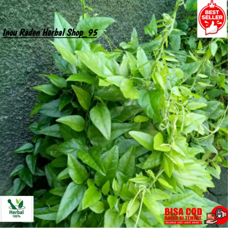 

DAUN CINCAU RAMBAT JELLY PER 100 DAUN