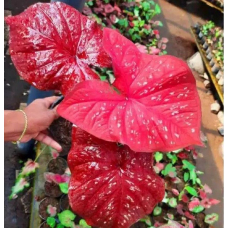 bonggol caladium/keladi RED GUARDIAN THAILAND