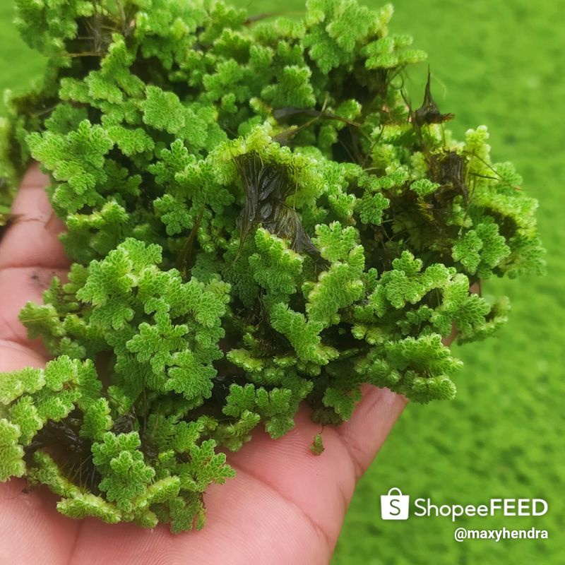 promo azolla indukan