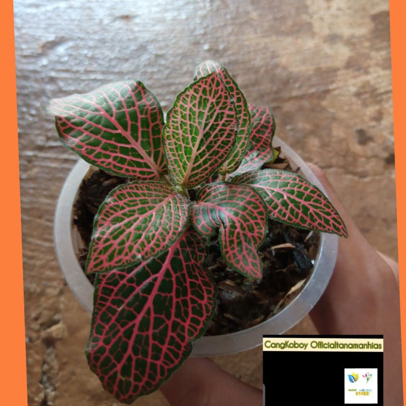 Tanaman hias episcia mutiara pink-fitonia