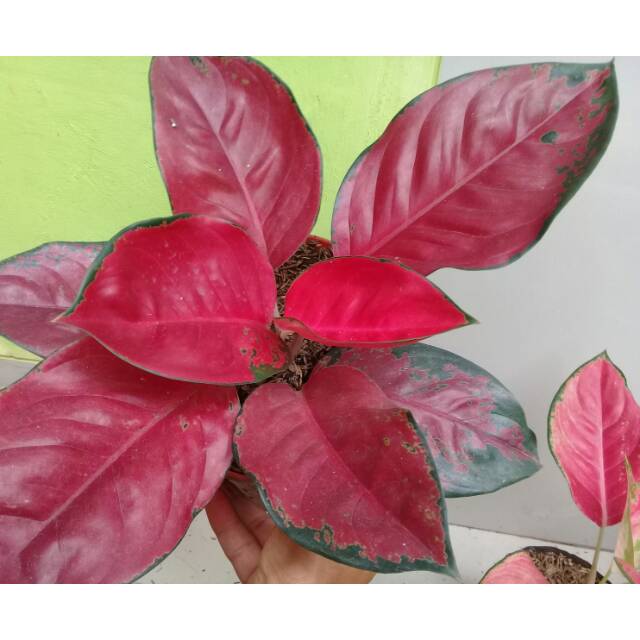 Aglaonema suksom