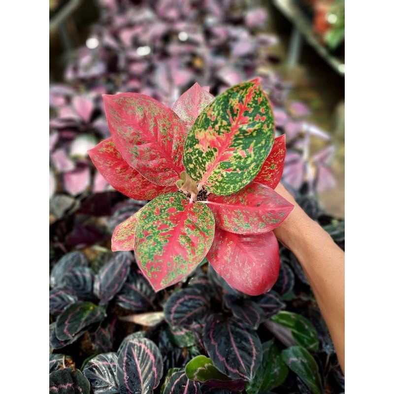 aglonema Stardust / anakan