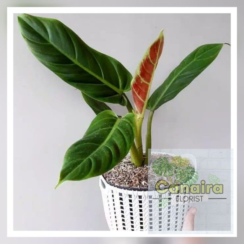 Bibit Tanaman Hias Philo Subastatum Langka