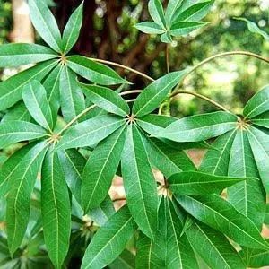 

Daun Randu Daun Kapuk Segar 500 gram