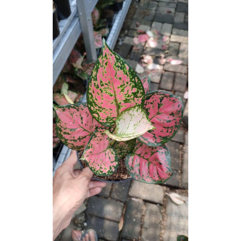 aglonema dut anjamani(remaja5-6daun) (tanaman hidup-bunga hidup Besar Rimbun murah-kembang hias asli