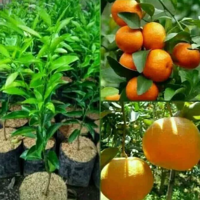 BIBIT BUAH JERUK SUNKIS/ TANAMAN BUAH JERUK SUNKIS BIBIT BUAH