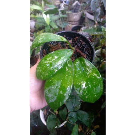 hoya diversifolia splash