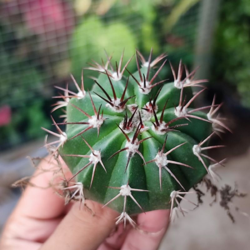 Kaktus Melocactus Curvispinus Ownroot