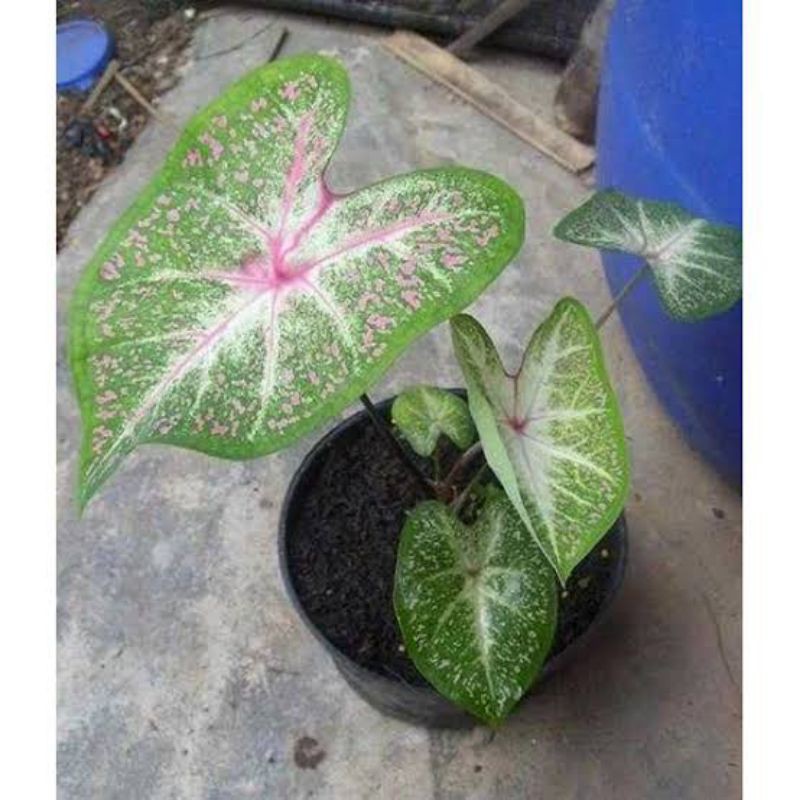 

caladium/keladi galxsi