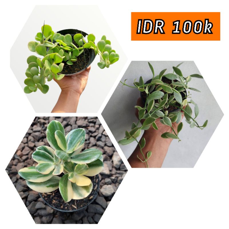 Jual paket tanaman jade plant variegata, dischidia cascade, dan hanging