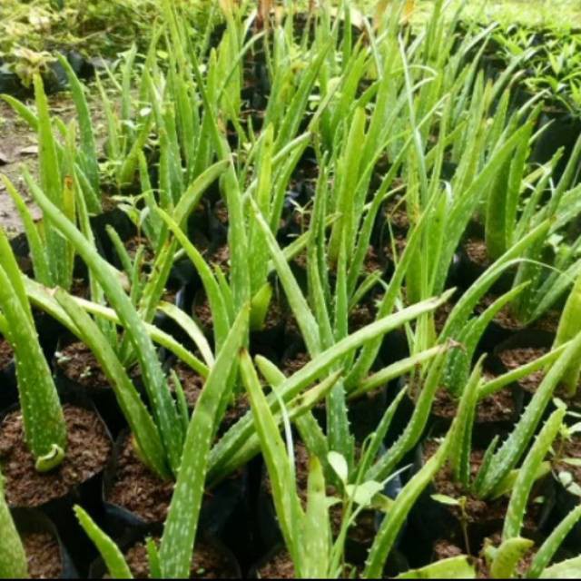 Tanaman lidah buaya pohon lidah buaya herbal lidah buaya