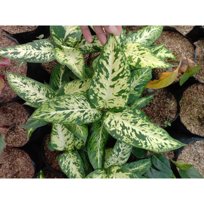 given candi / Aglonema given candi