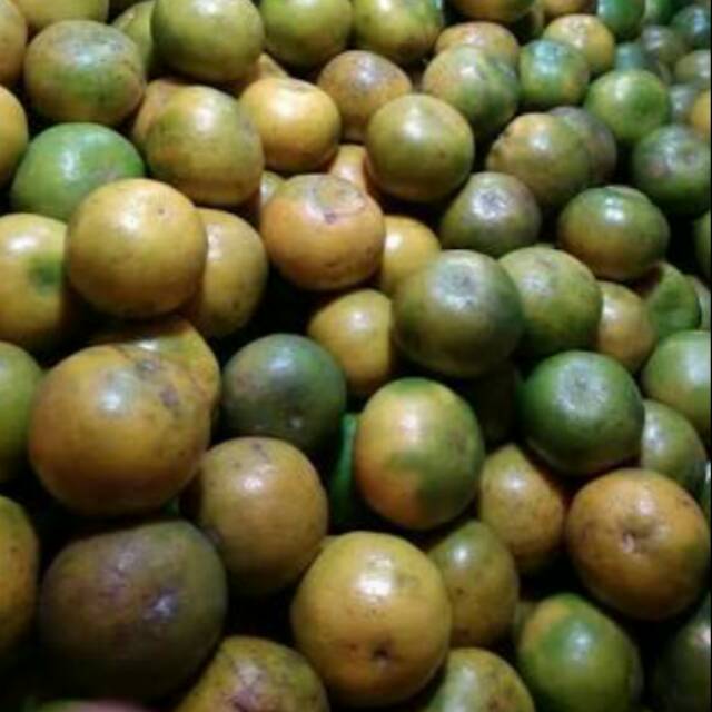 

1Kg Jeruk Jember Manis
