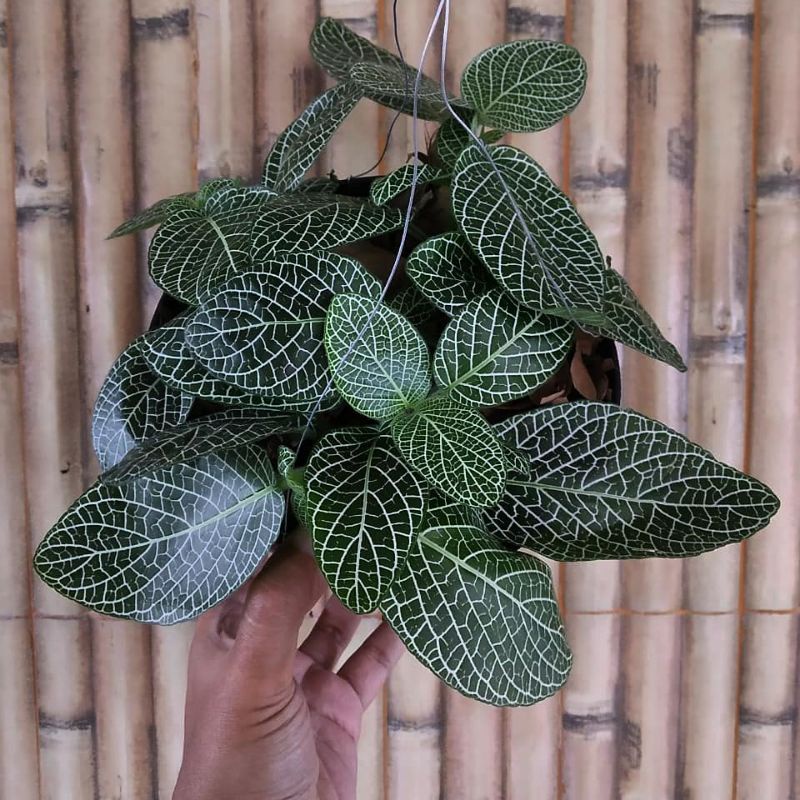 Tanaman Hias pitonia mutiara hijau - pitonia murah