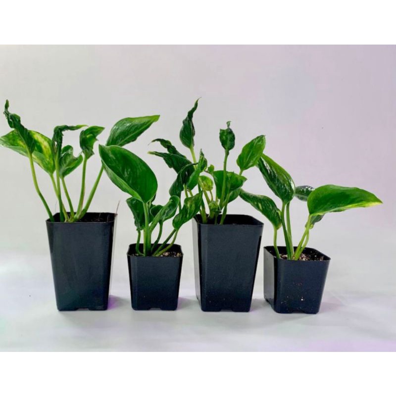 Epipremnum Shangrila Variegata aureum / sangrila