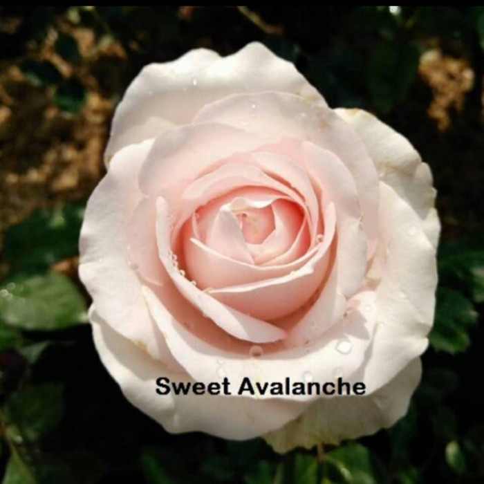bunga Mawar Holland Sweet Avalanche