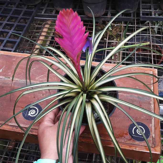 Tillandsia Cyanea 'Variegata' - Tanaman Hias Bromelia Varigata