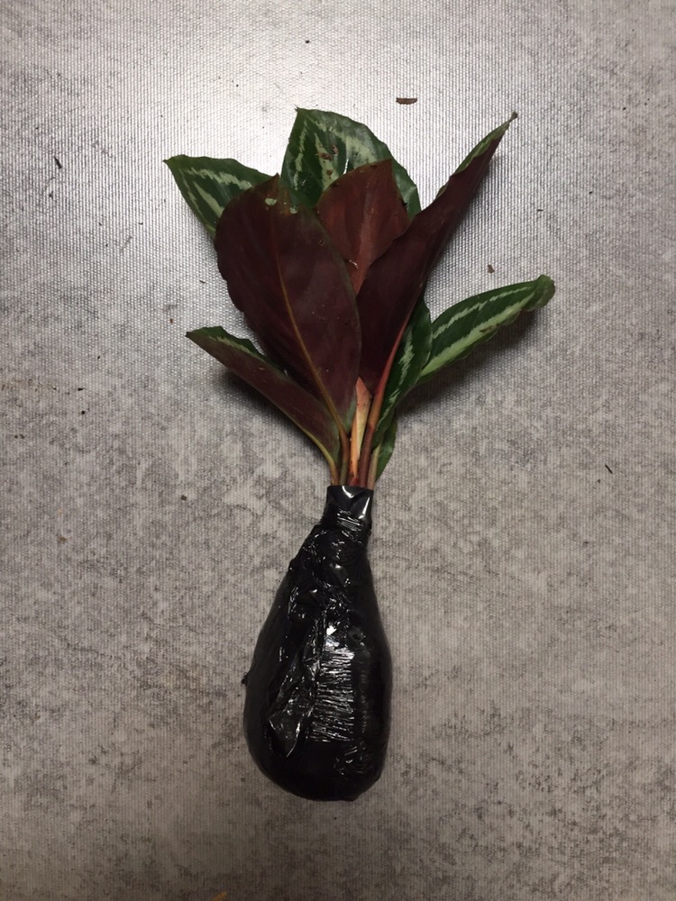 Tanaman Hias Calathea Silver Back / Pohon Calathea Silverback Meranti Macan