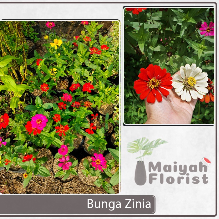 Bunga Zinia - Bunga Kertas - Sudah Berbunga - Zinnia - Tanaman Hias