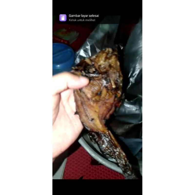 ikan sale limbat