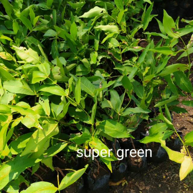 BIBIT JAMBU AIR SUPER GREEN