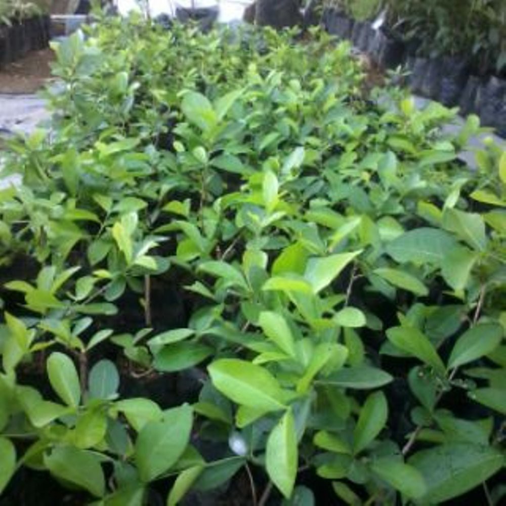 Eboni Kayu Hitam Sulawesi Paket 5pohon