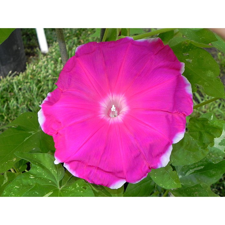 Benih Bibit Biji - Bunga Japanese Morning Glory Xiong's Red Crown (Ipomoea Nil) Flower Seeds