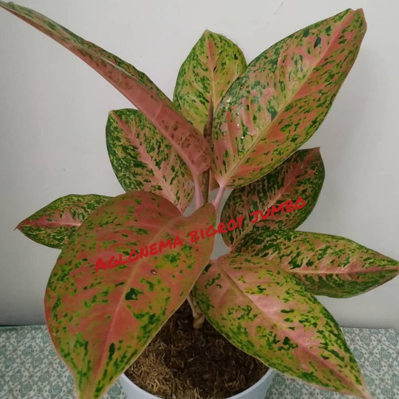 (COD√)AGLONEMA BIG ROY JUMBO||AGLONEMA BIG ROY JUMBO BELI 5-10 DAPET BONUS