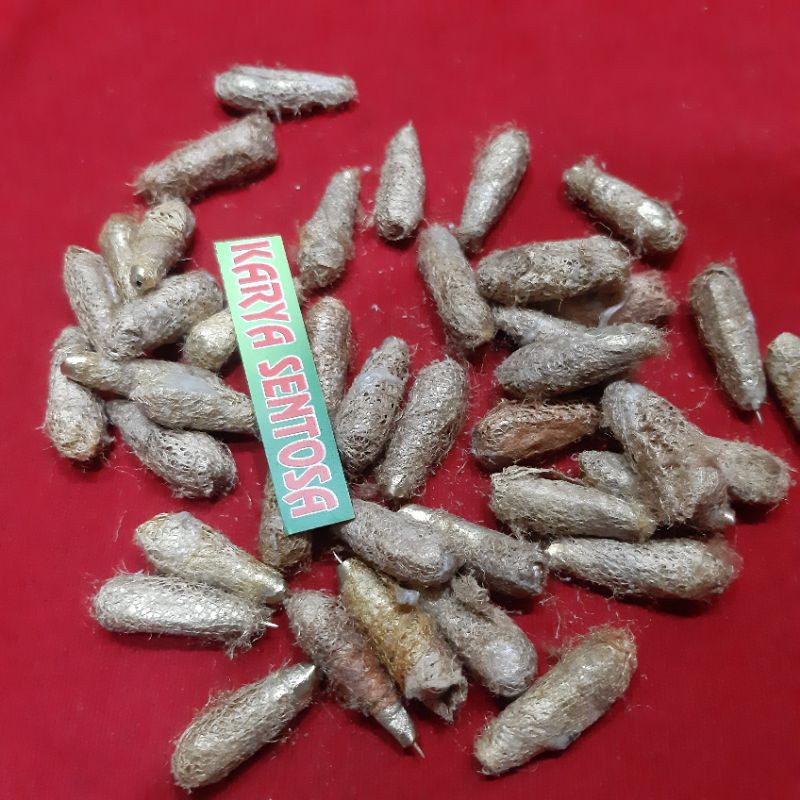 

Paket kepong pong isi 10pcs