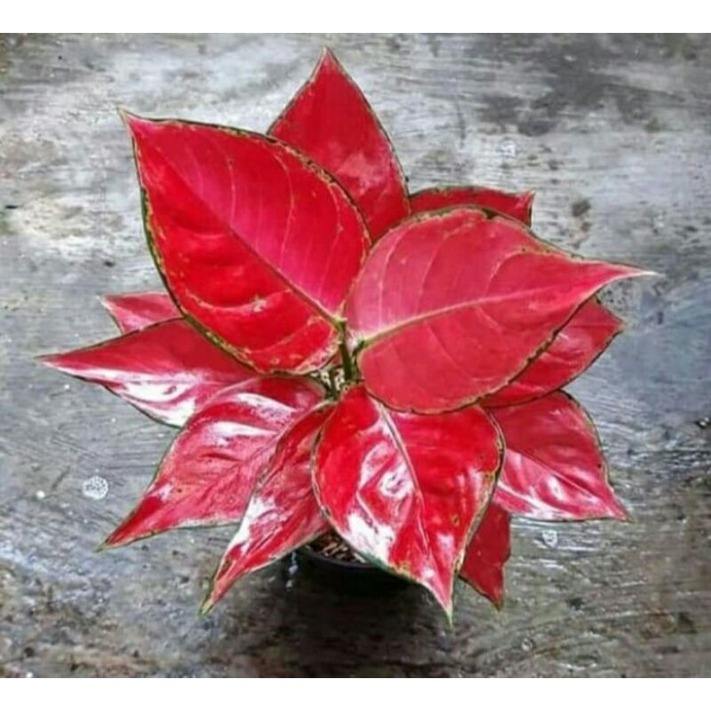 tanaman aglonema red anjamani / tanaman hias aglonema red anjamani