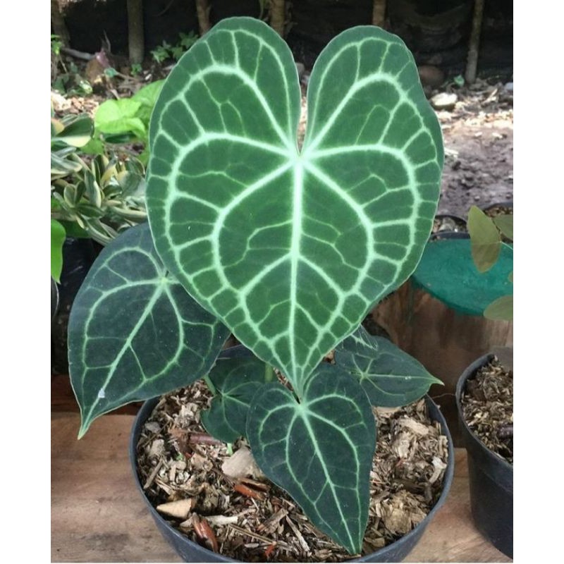 tanaman hias kuping gajah tarantula/kuping gajah