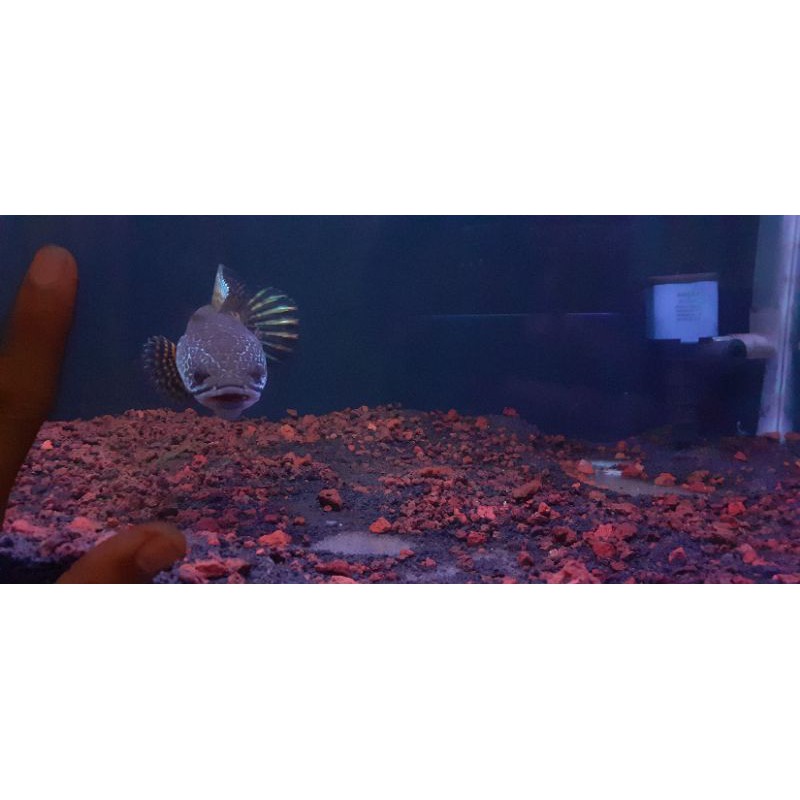 chana auranti maculata