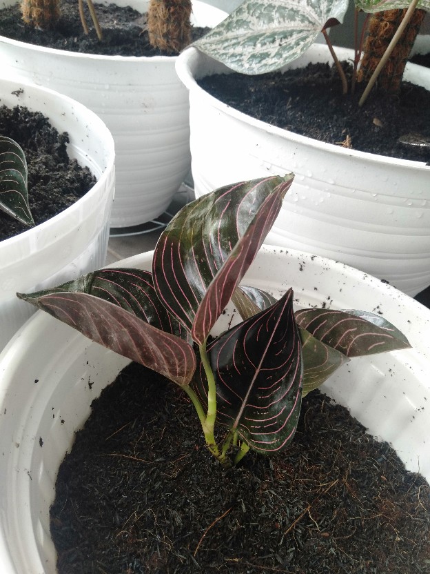 Aglonema Rotundum Aceh