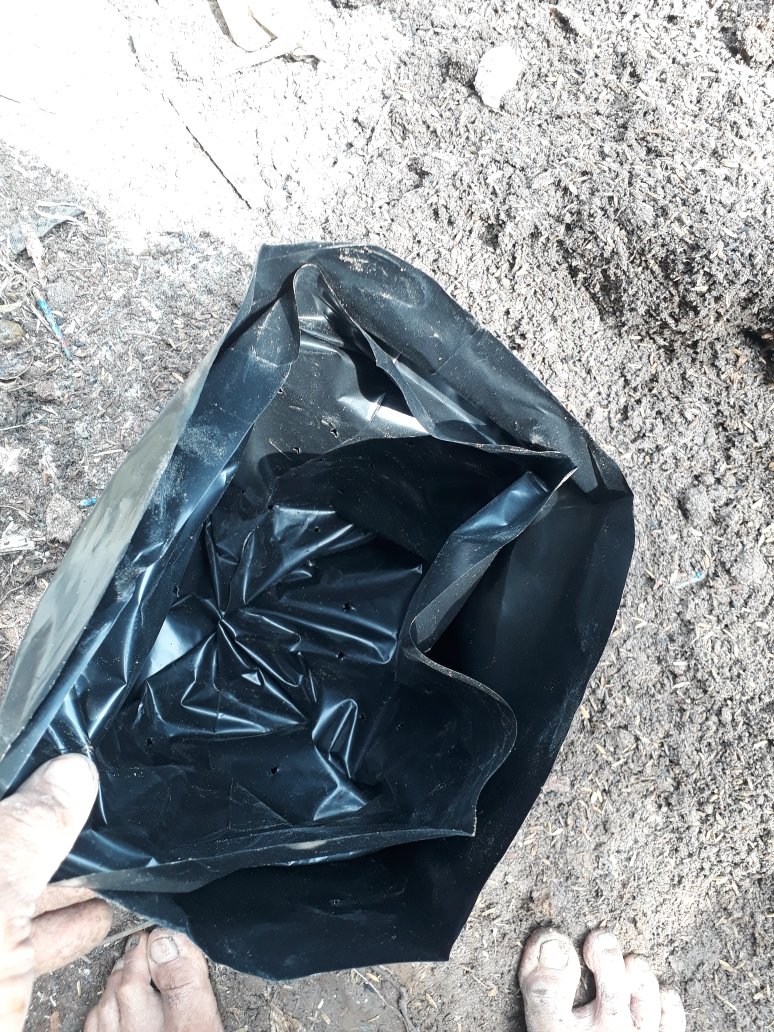 Plastik Polybag Polyback Polibag Polibeg Polibek Tanaman 35cm X 35 Cm Toko Bians