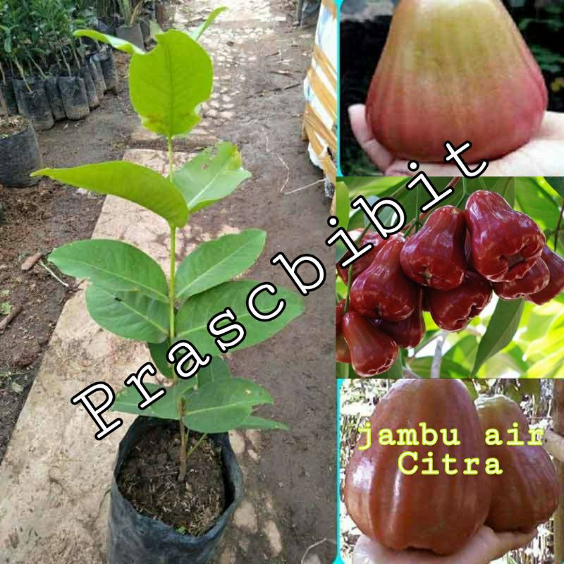 Bibit Buah Jambu air Citra