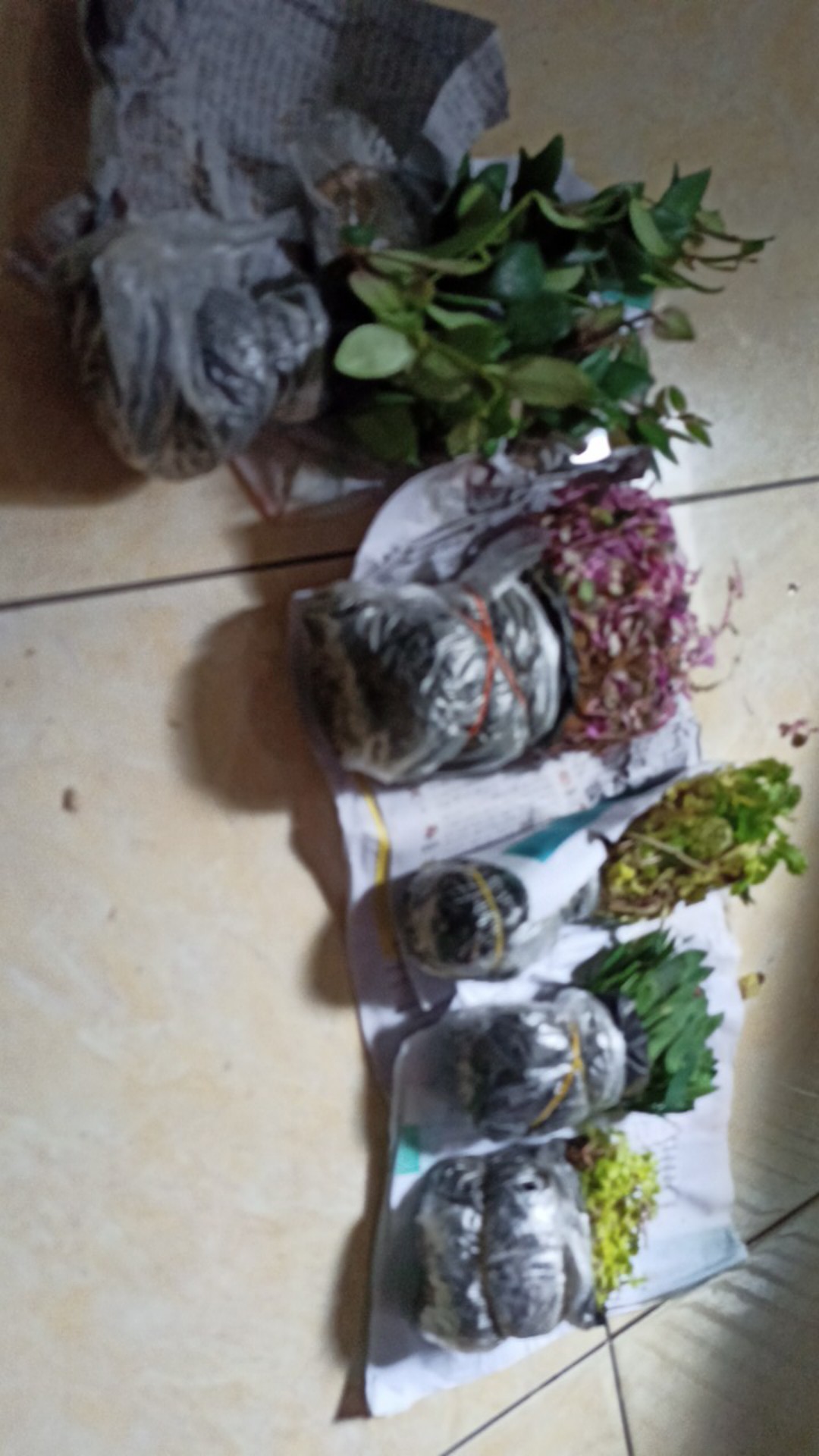 Tanaman Hias Bunga Melati Jepang