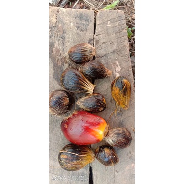 Bibit sawit biji jenis Dura pelepah panjang