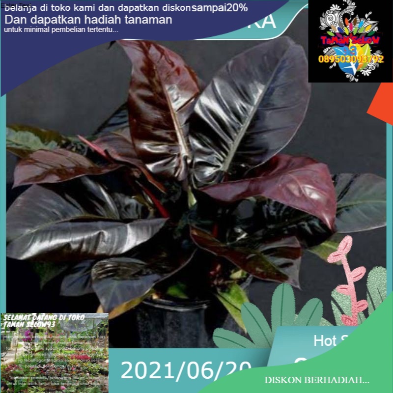 tanaman hias black cardinal/pohon philodendron black cardinal asli