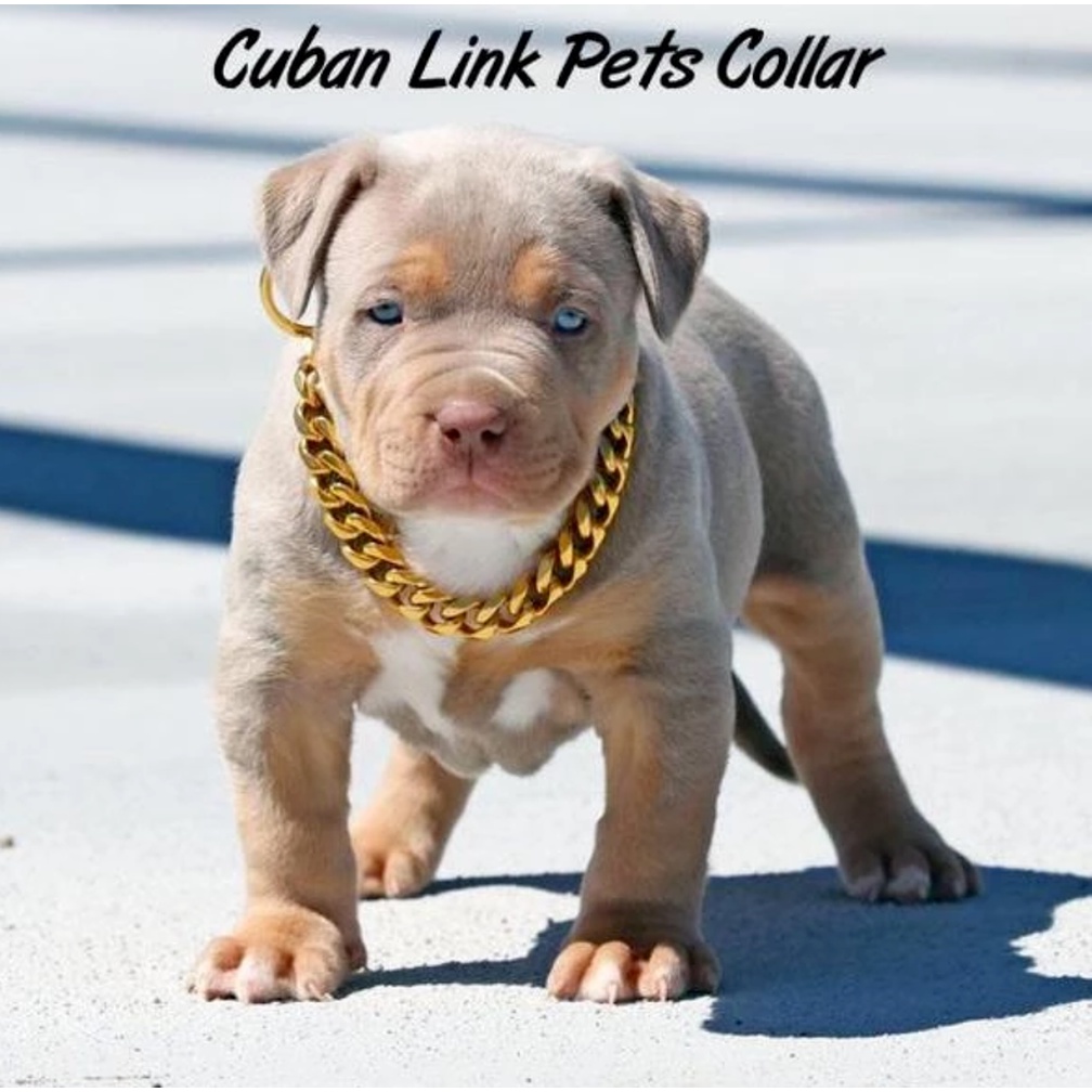Fashionable And Cool Pet Adjustable Gold Chain