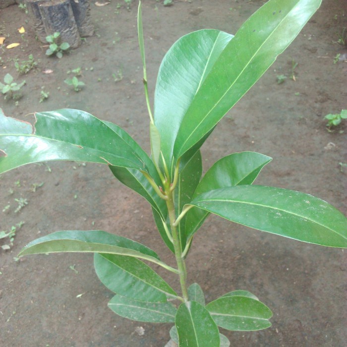 BIBIT SAWO MANILO - HIJAU