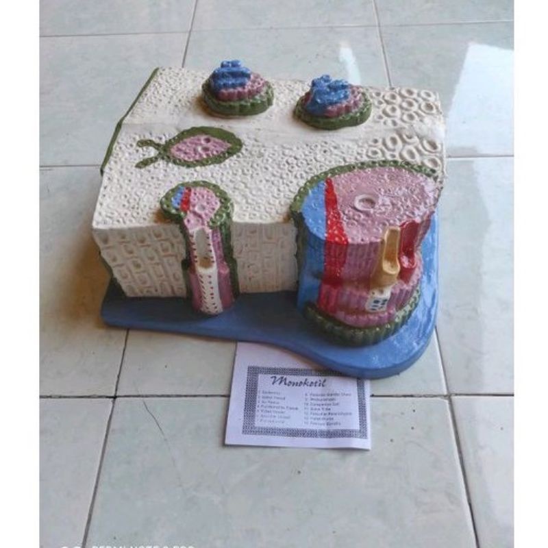 

Torso model Monokotil alat peraga pendidikan