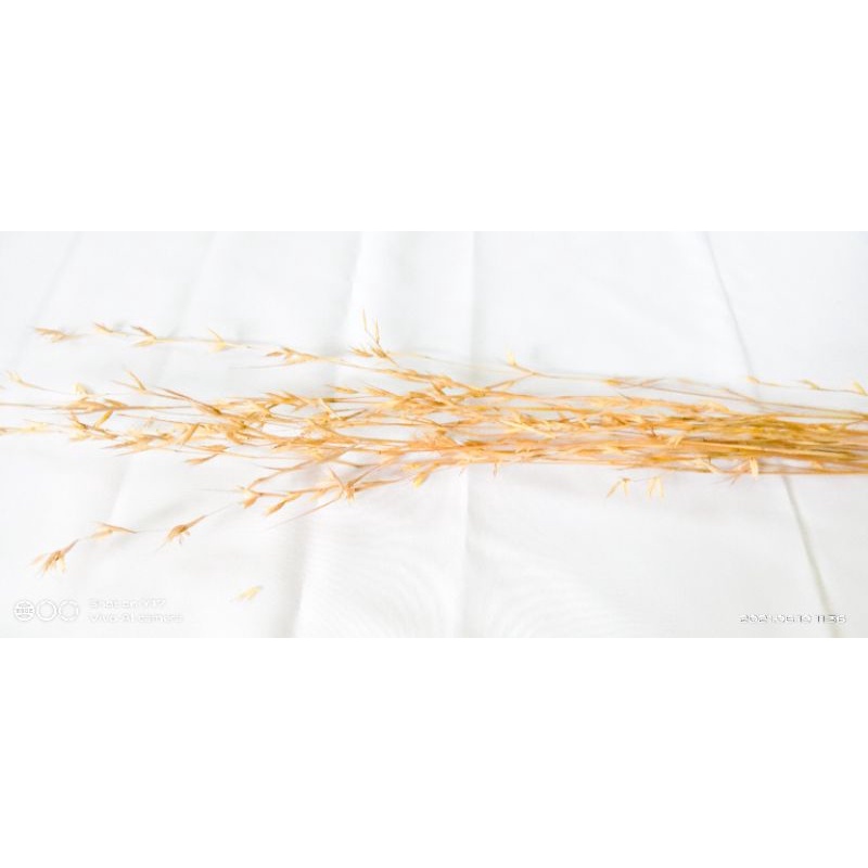 PADI PADIAN KERING (1TANGKAI) BUNGA KERING RUSTIC DRIEDFLOWER