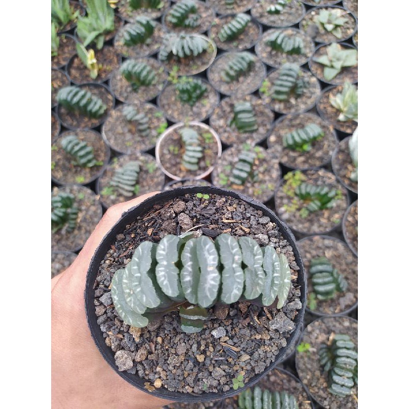 Haworthia truncata