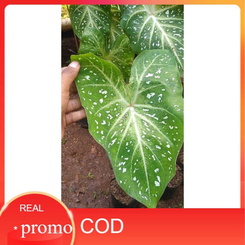 tanaman hias keladi loreng putih caladium