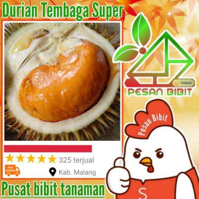 bibit tanaman buah durian tembaga super DUREN TEMBAGA SUPER durian paling manis DURIAN PALING MURAH